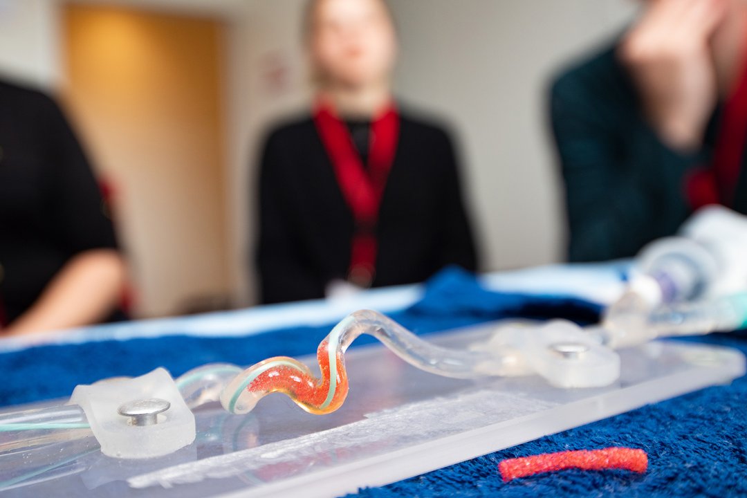 Transparente Schläuche stellen Hirngefäße dar